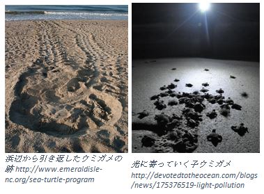 2　ウミガメの危機-4